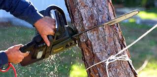 Best Lawn Maintenance Plans  in Panther Valley, NJ
