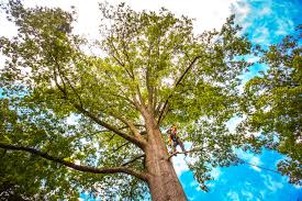 Best Hazardous Tree Removal  in Panther Valley, NJ
