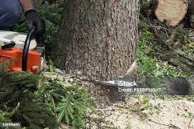 Best Tree Trimming and Pruning  in Panther Valley, NJ