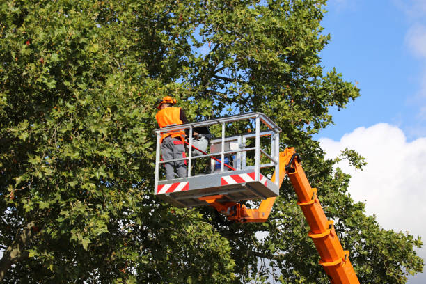 Best Grass Overseeding  in Panther Valley, NJ