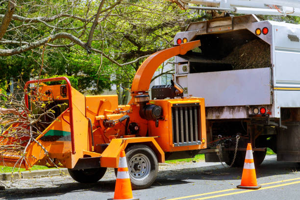 Best Tree Removal  in Panther Valley, NJ