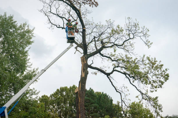 Best Emergency Tree Removal  in Panther Valley, NJ