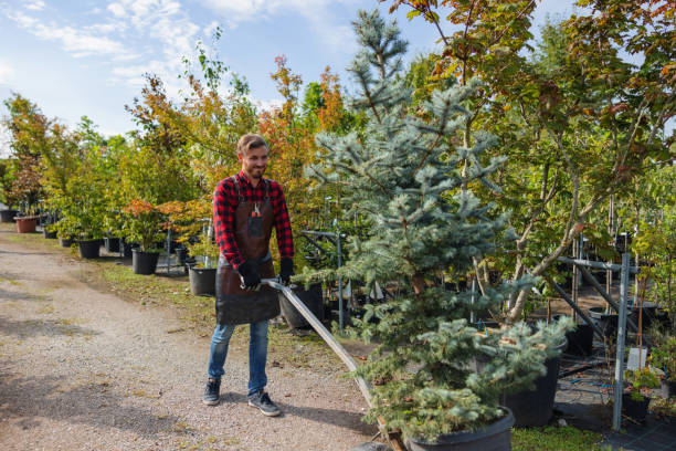 Best Tree Cabling and Bracing  in Panther Valley, NJ