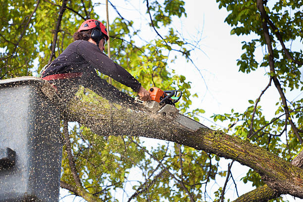 Best Storm Damage Tree Cleanup  in Panther Valley, NJ